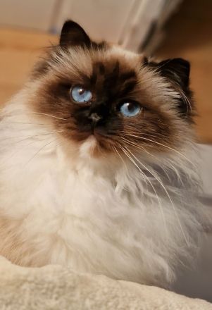 Heilige Birma mit Stammbaum