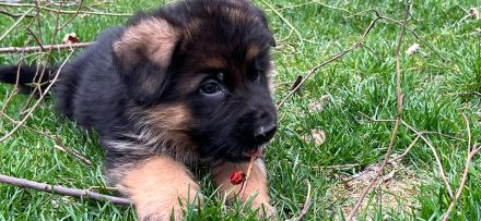 Deutscher Schäferhund Welpen