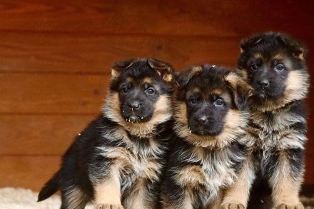 Deutscher Schäferhund Welpen