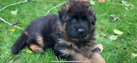 Deutscher Schäferhund Welpen