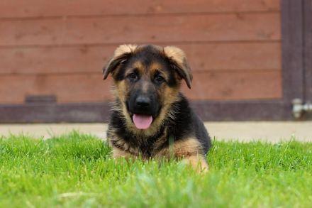 Deutscher Schäferhund Welpen