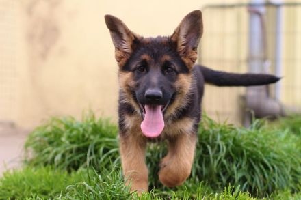 Deutscher Schäferhund Welpen