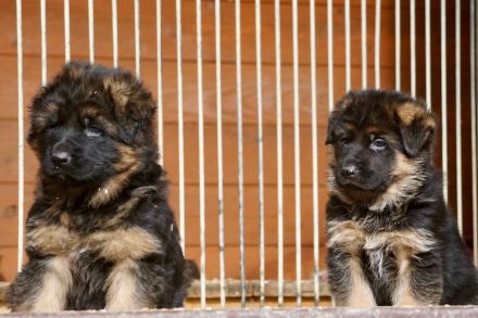 Deutscher Schäferhund Welpen
