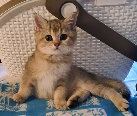 Britisch Kurzhaar Kitten Reinrassig und geimpft.
