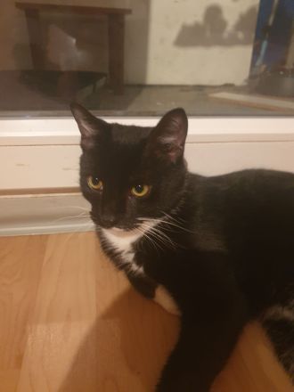 BKH mischlingskatze 6 monate