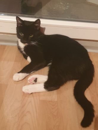 BKH mischlingskatze 6 monate