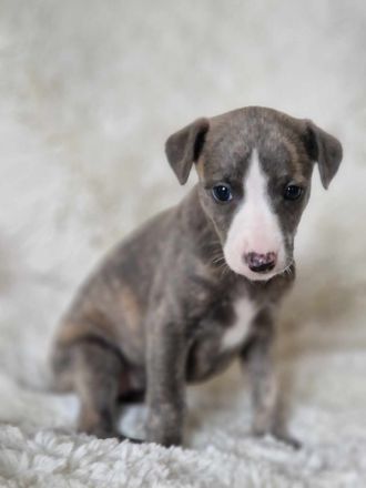 Whippet Welpen suchen einen Kuschelplatz auf Lebenszeit