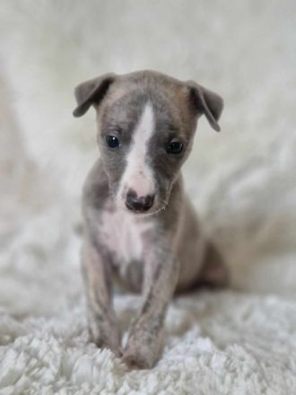 Whippet Welpen suchen einen Kuschelplatz auf Lebenszeit