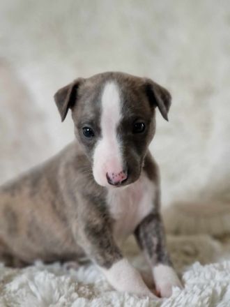 Whippet Welpen suchen einen Kuschelplatz auf Lebenszeit