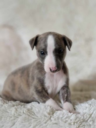 Whippet Welpen suchen einen Kuschelplatz auf Lebenszeit