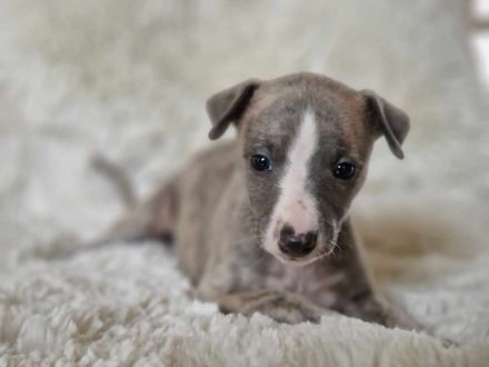 Whippet Welpen suchen einen Kuschelplatz auf Lebenszeit