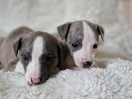Whippet Welpen suchen einen Kuschelplatz auf Lebenszeit