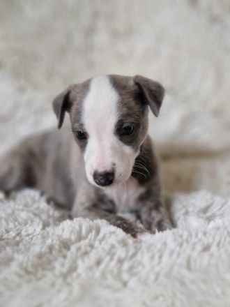 Whippet Welpen suchen einen Kuschelplatz auf Lebenszeit