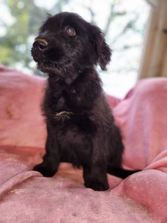 9 Süße Labrador Schnauzer Welpen