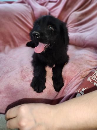 9 Süße Labrador Schnauzer Welpen