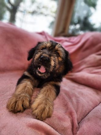 9 Süße Labrador Schnauzer Welpen