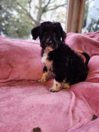 9 Süße Labrador Schnauzer Welpen