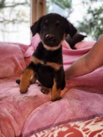 9 Süße Labrador Schnauzer Welpen