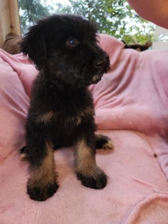 9 Süße Labrador Schnauzer Welpen