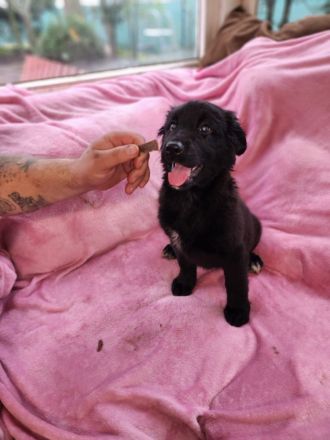 9 Süße Labrador Schnauzer Welpen