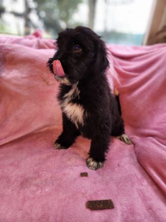 9 Süße Labrador Schnauzer Welpen