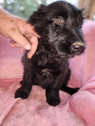 9 Süße Labrador Schnauzer Welpen