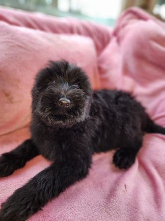 9 Süße Labrador Schnauzer Welpen