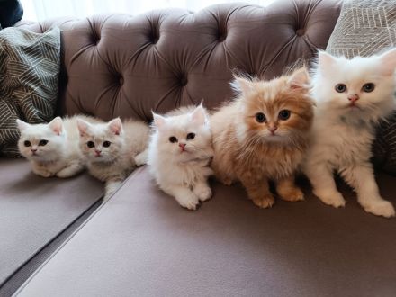 BKH BLH Kitten Abgabebereit Besichtigung wieder möglich