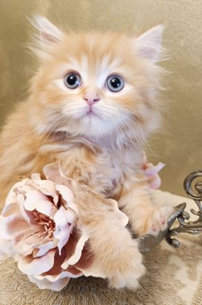 BKH BLH Kitten Abgabebereit Besichtigung wieder möglich