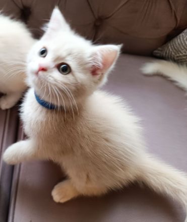 BKH BLH Kitten Abgabebereit Besichtigung wieder möglich