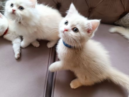 BKH BLH Kitten Abgabebereit Besichtigung wieder möglich