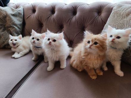 BKH BLH Kitten Abgabebereit Besichtigung wieder möglich