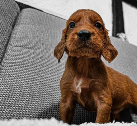 IRISH RED SETTER  reinrassig