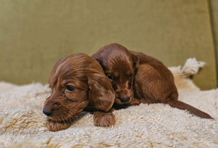 IRISH RED SETTER  reinrassig