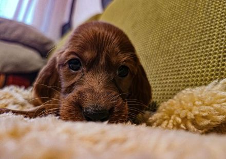IRISH RED SETTER  reinrassig