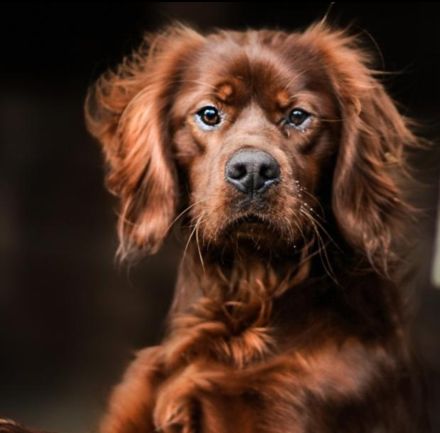 IRISH RED SETTER  reinrassig