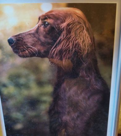 IRISH RED SETTER  reinrassig