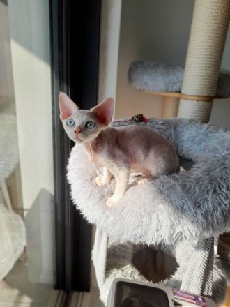 Devon rex Katerchen sucht eine neue Familie