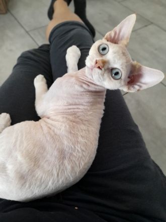 Devon rex Katerchen sucht eine neue Familie