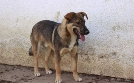 Eikko sucht ein liebevolles Zuhause