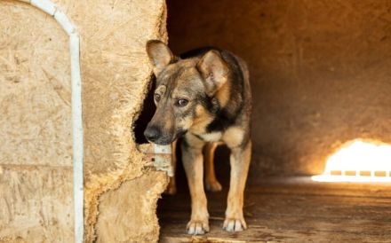 Eikko sucht ein liebevolles Zuhause