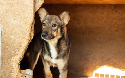 Eikko sucht ein liebevolles Zuhause