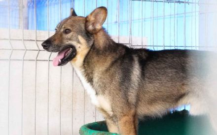 Eikko sucht ein liebevolles Zuhause