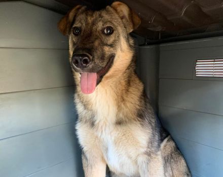 Eikko sucht ein liebevolles Zuhause