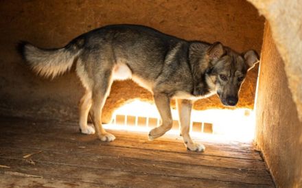 Eikko sucht ein liebevolles Zuhause