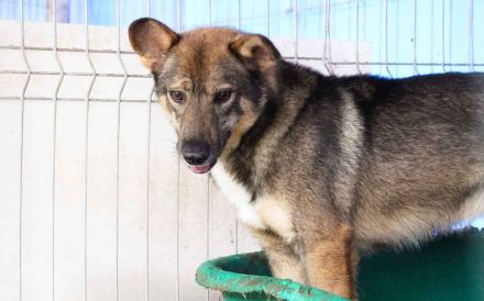 Eikko sucht ein liebevolles Zuhause