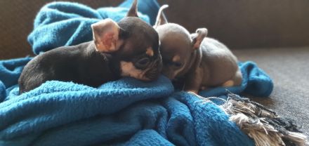 Französische Bulldoggen Hündinnen