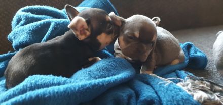 Französische Bulldoggen Hündinnen