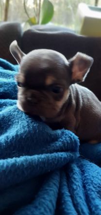 Französische Bulldoggen Hündinnen