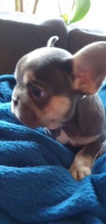 Französische Bulldoggen Hündinnen